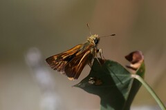 Ochlodes agricola