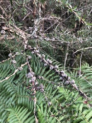 Leptospermum continentale