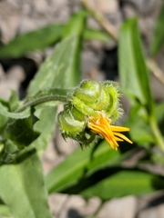 Asteraceae