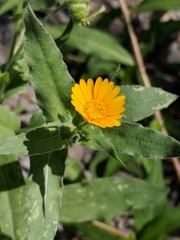 Asteraceae