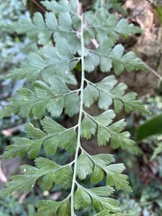 Asplenium splendens