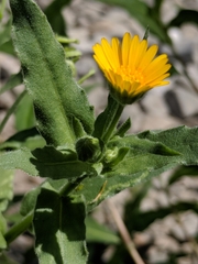 Asteraceae