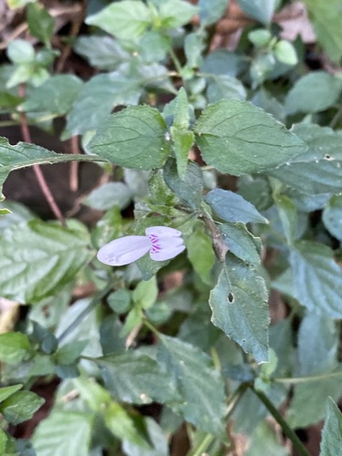 Hypoestes triflora image