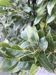 Hedycarya angustifolia