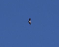 Geranoaetus melanoleucus
