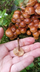 Kuehneromyces