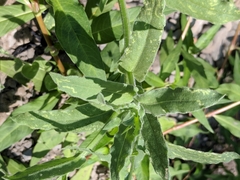 Asteraceae