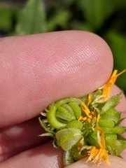 Asteraceae