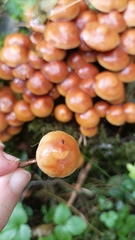 Kuehneromyces
