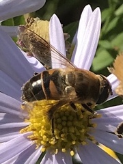 Eristalis tenax