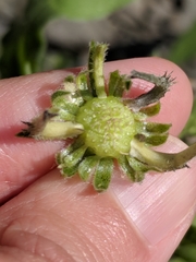 Asteraceae
