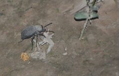 Trachyderma philistina