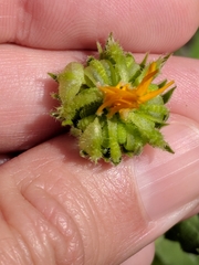 Asteraceae