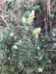 Melaleuca squarrosa