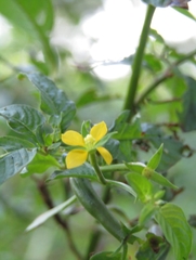 Ludwigia hyssopifolia