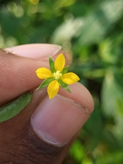 Ludwigia hyssopifolia