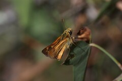 Ochlodes agricola