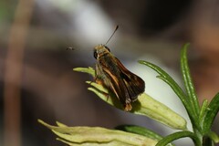 Ochlodes agricola