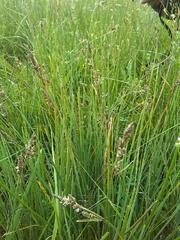 Carex hartmanii