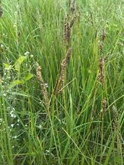 Carex hartmanii