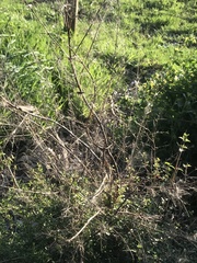 Leptospermum scoparium