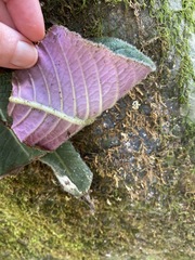 Streptocarpus confusus subsp. confusus image