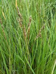 Carex hartmanii