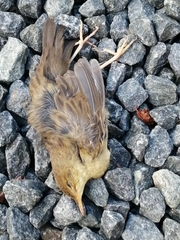 Acrocephalus scirpaceus