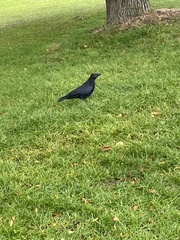 Corvus corone