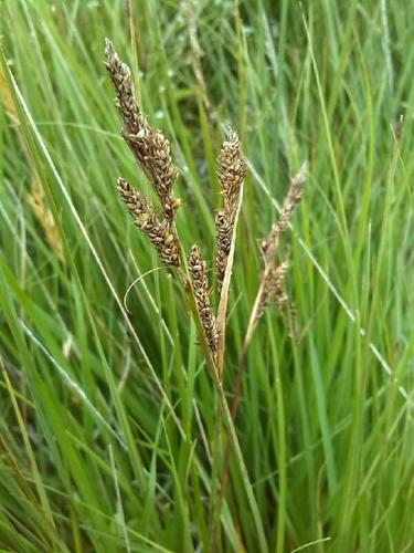 Image of Carex hartmaniorum by (c) Andre Hosper, some rights reserved (CC BY)