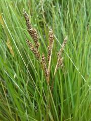 Carex hartmanii