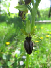 Ophrys sphegodes