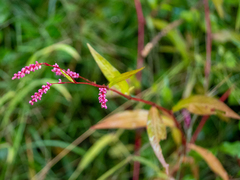 Persicaria decipiens