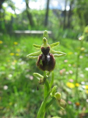 Ophrys sphegodes
