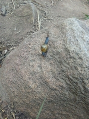 Oxychilus draparnaudi