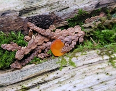 Guepinia helvelloides