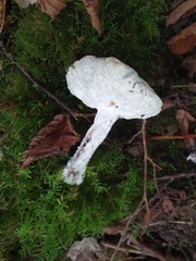 Hypomyces chrysospermus