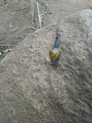 Oxychilus draparnaudi