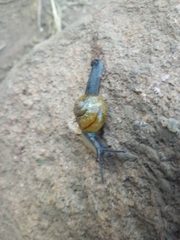 Oxychilus draparnaudi