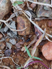Corinnidae