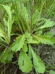 Arnoseris minima