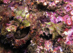 Babelomurex oldroydi