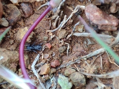 Corinnidae