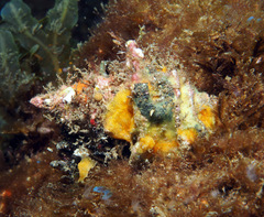 Babelomurex oldroydi