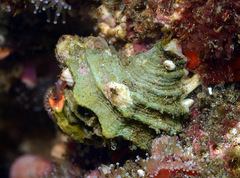 Babelomurex oldroydi