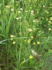 Arnoseris minima