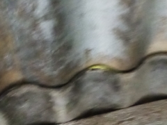 Philothamnus hoplogaster