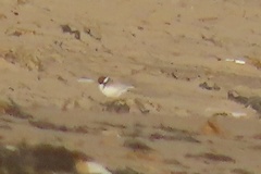 Thinornis cucullatus