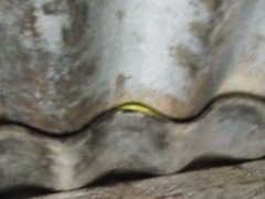 Philothamnus hoplogaster