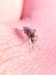 Aedes sollicitans